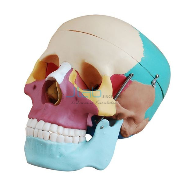 Anatomical Models Equipments