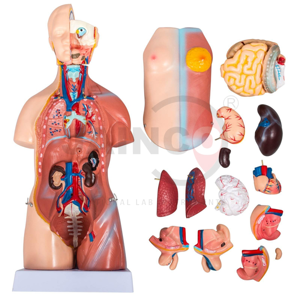 Anatomical Models