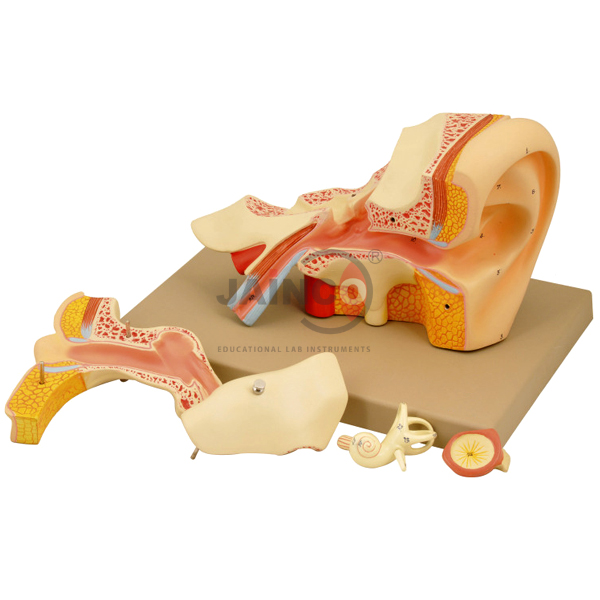 Ear Left Model