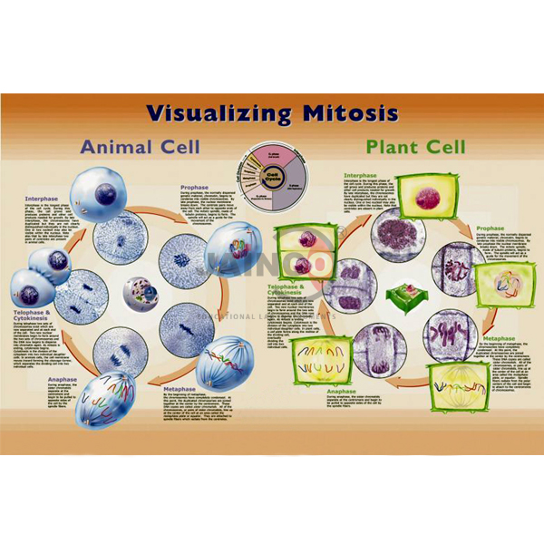 Visualizing Mitosis Poster
