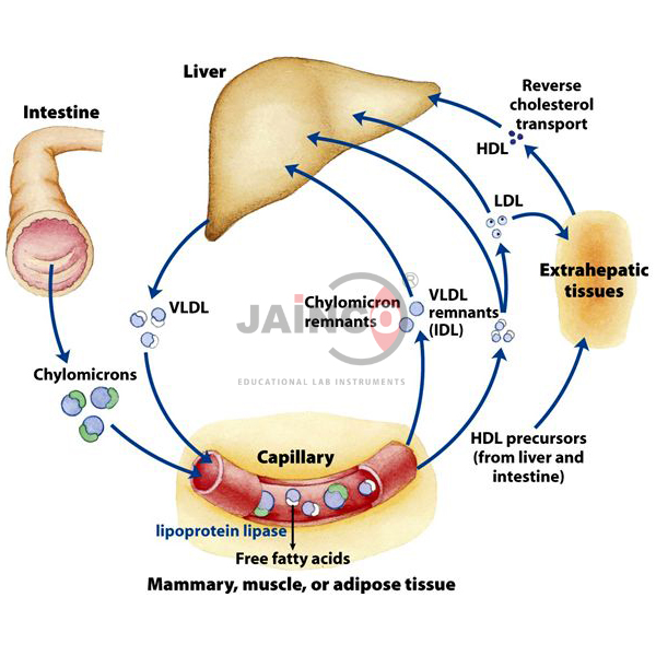Fat and Steroid Metabolism Model