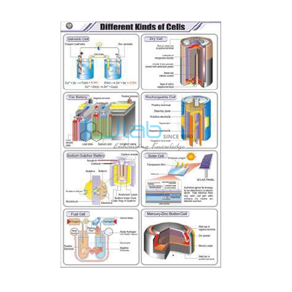 Different Kinds of Cells