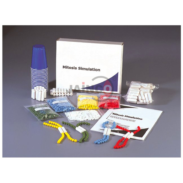 Mitosis Simulation Investigation