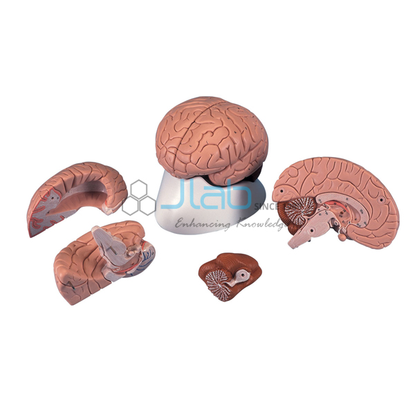 Human Brain Model