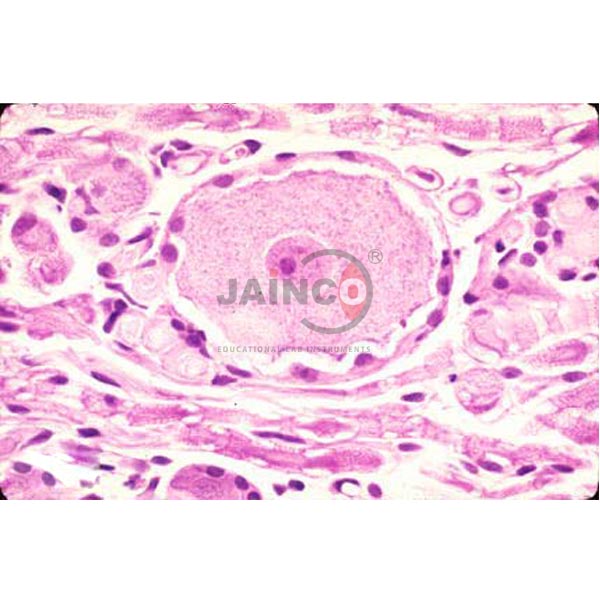 Histology Nerve Cell Prepared Slide