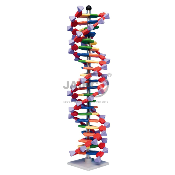 Mini DNA 22 layer base pair Molecular Model Manufacturers, Supplier ...