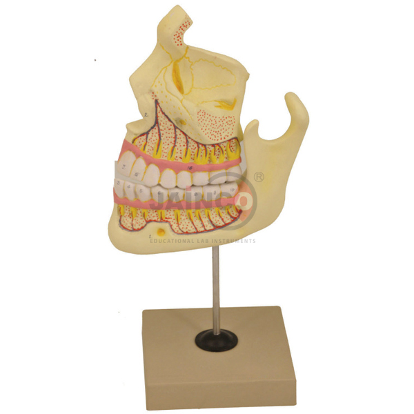 Human Upper and Lower Jaw Model