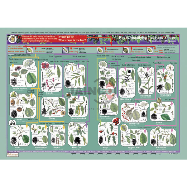 Key to Identifying Trees and Shrubs