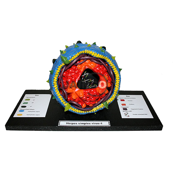 Herpes Simplex Virus Model