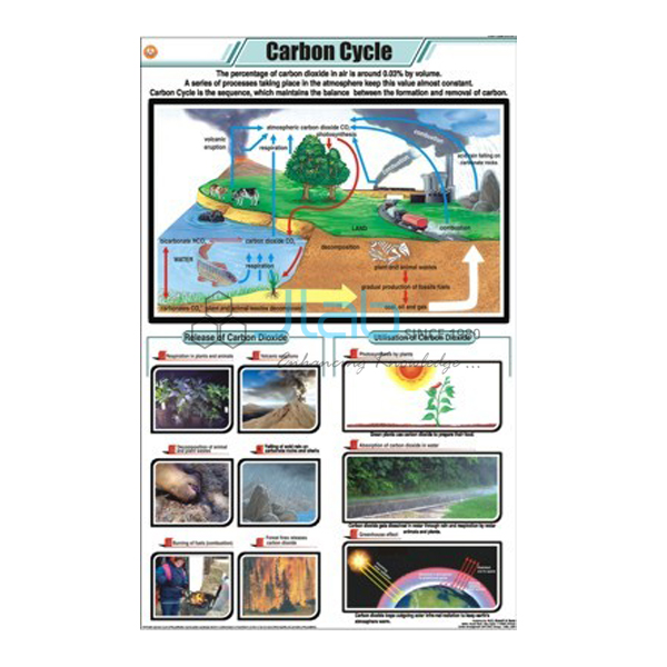 Carbon Cycle