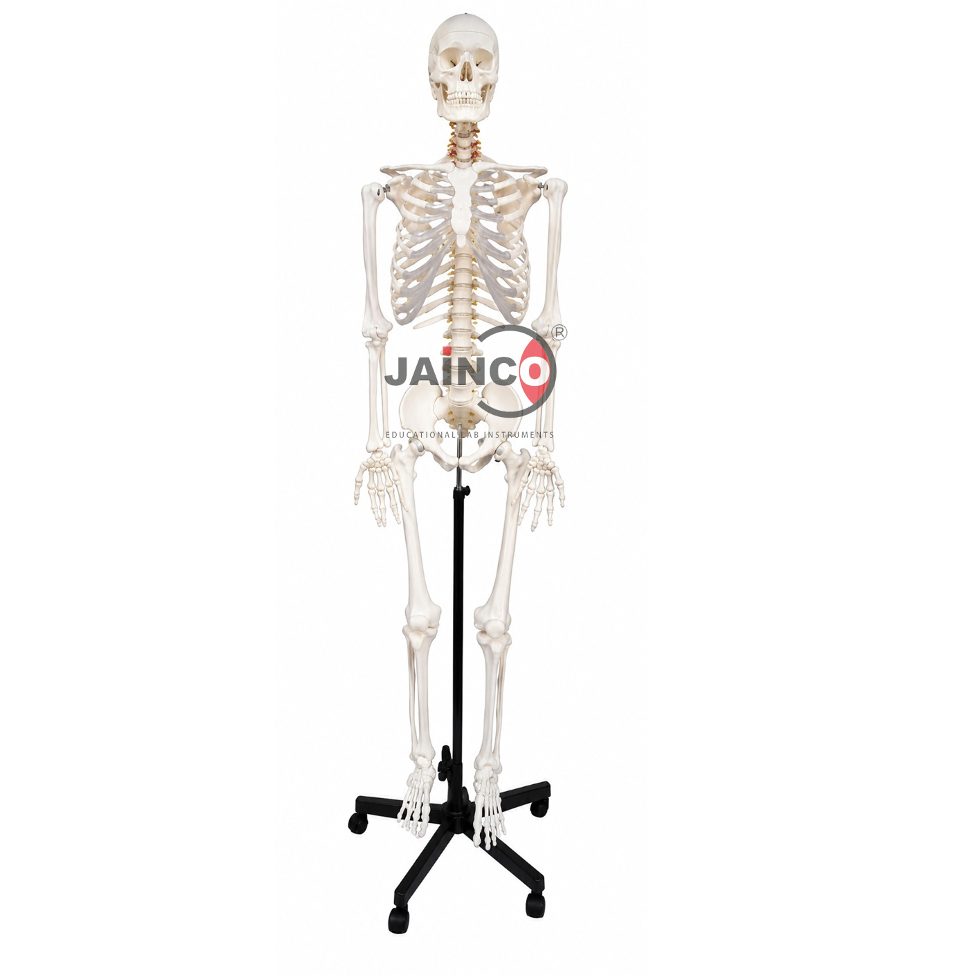 Stan Skeleton, on Metal Stand with 5 Castors