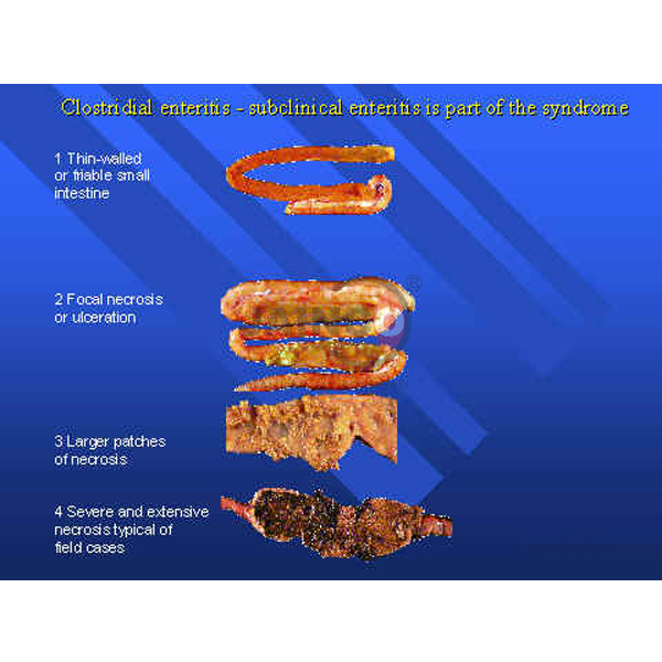 Clostridium Species and Summary of Disease Model