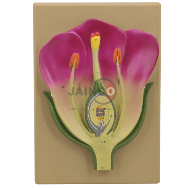 Typical Flower L.S. Model