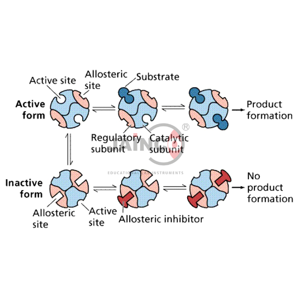 Enzymes &amp; Reaction Model
