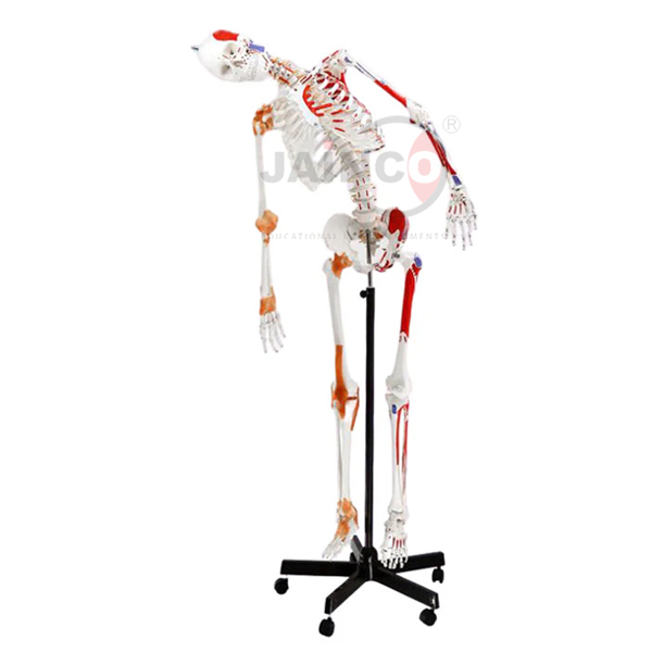 Human Skeleton Full Size Flexible with Muscle 170cm