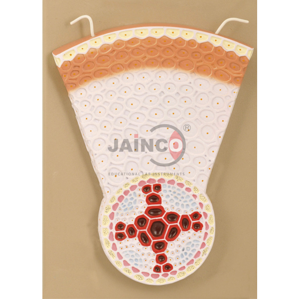 Dicot Root T.S. Model