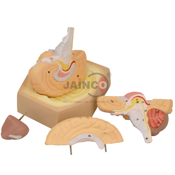 Brain Model 4 part Life size