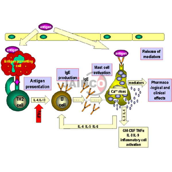 Hypersensitivity Reaction Model