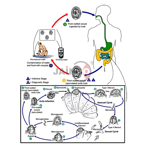 Life Cycle of Cryptosporidium Model