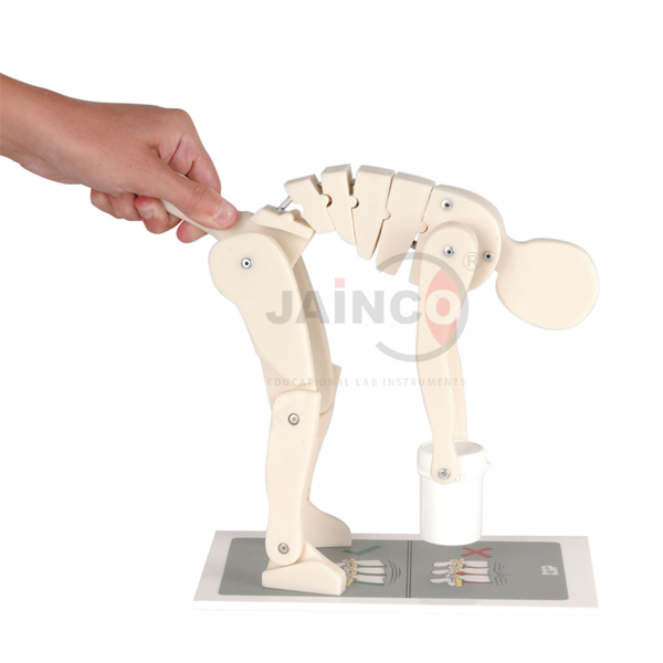 Lifting Demonstration Model