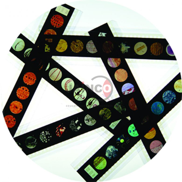 Animal Kingdom Microslide