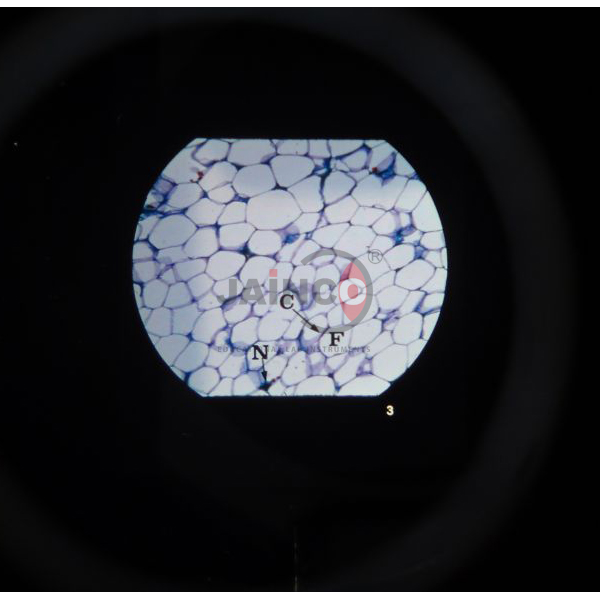 Microslide Basic Human Histology