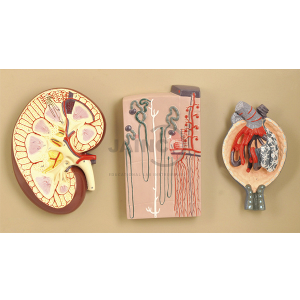 Kidney Section Model with Nephrons and Blood Vessels