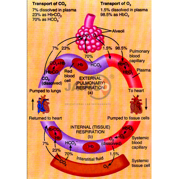Haemoglobin Model