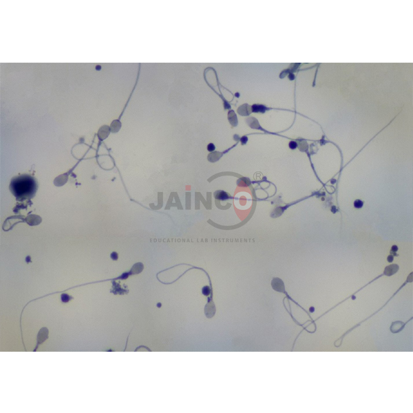 Male Sperm Prepared Slide