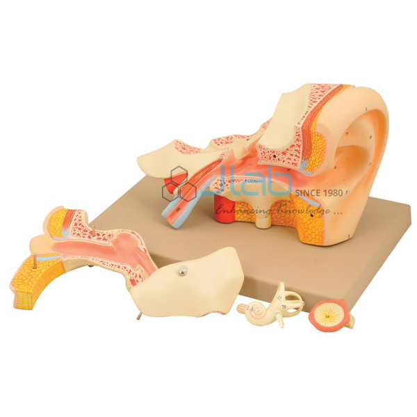 Human Ear-5 Parts