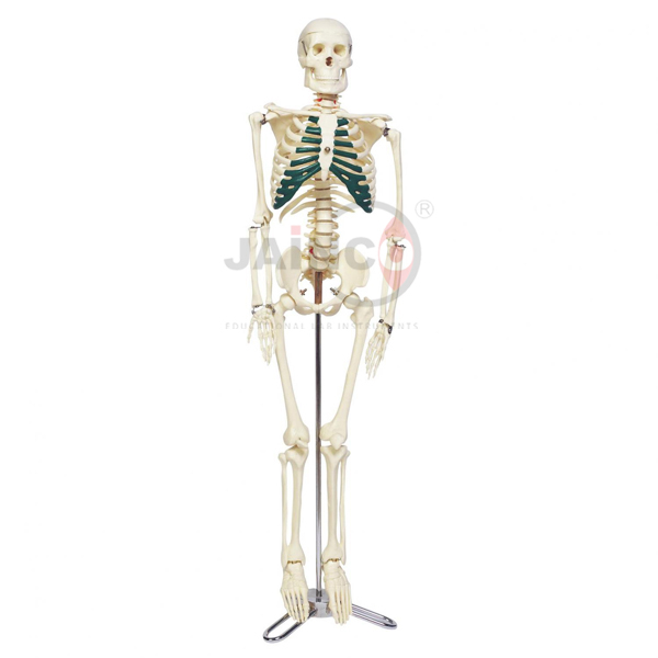 Desktop Skeleton 17 (43cm)