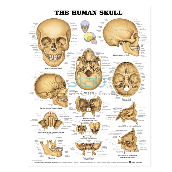 Human Skull Chart