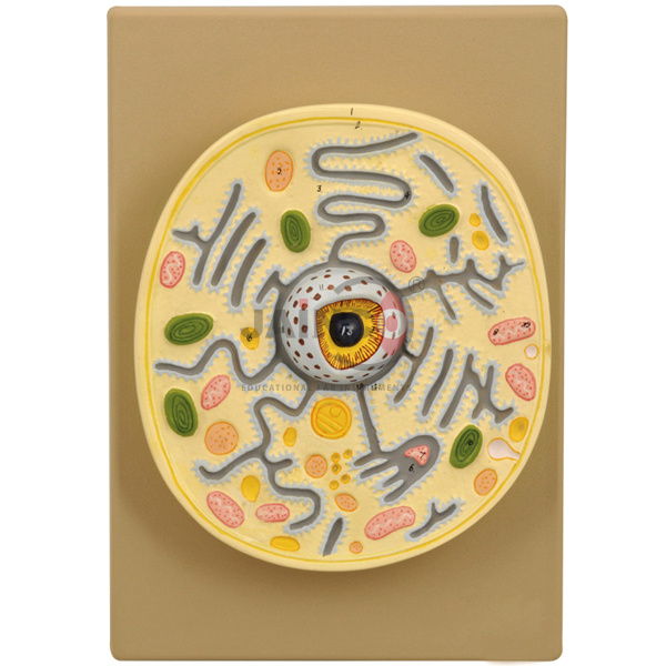 Typical Plant Cell on Plastic Base Model