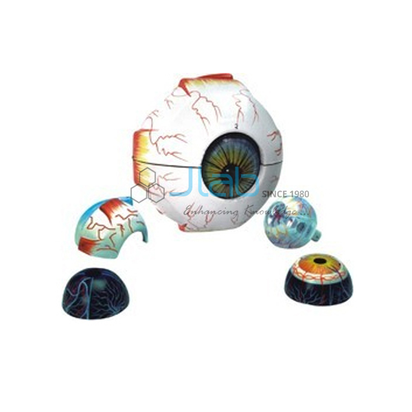 Human Eye Model