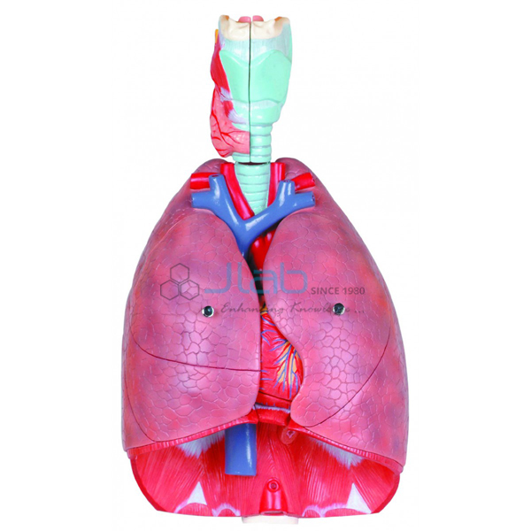 Human Respiratory System