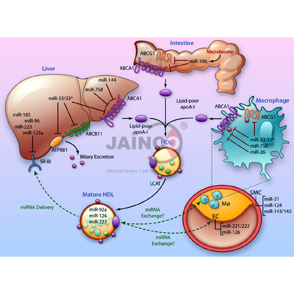 Bio Lipid Metabolism Model