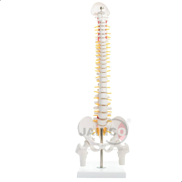 Human Mini Spine Model