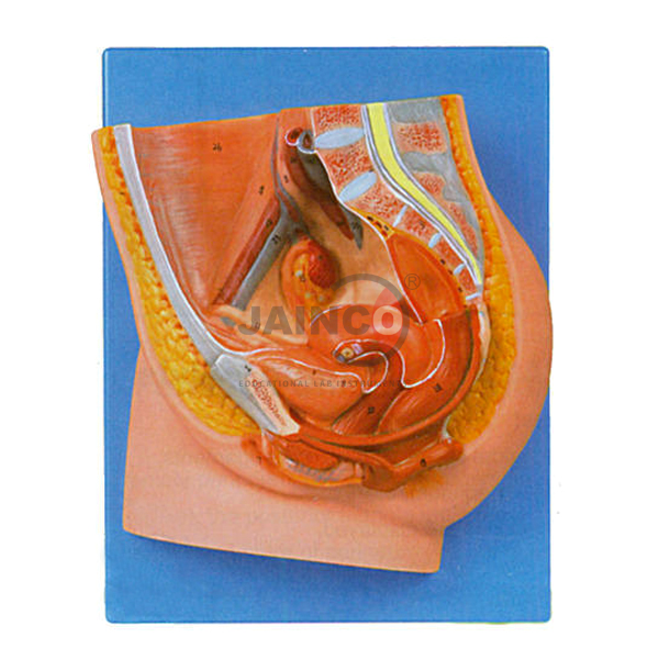 Female Reproduction Model