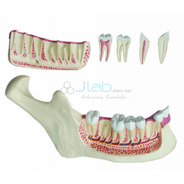 Lower Jaw Model
