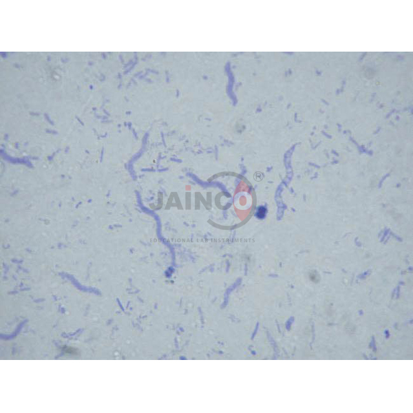 Bacteria Slide Set