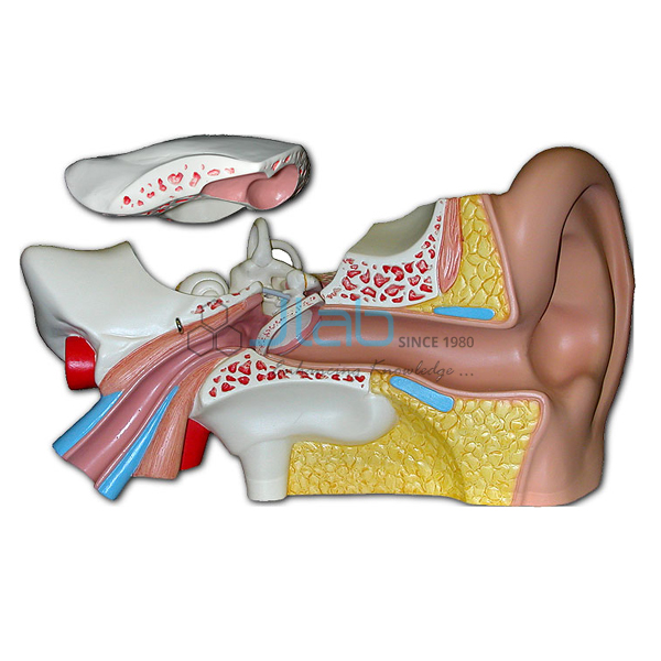 Ear Model