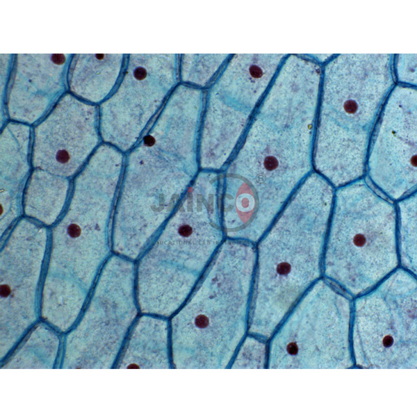 Plant Cell Prepared Slide
