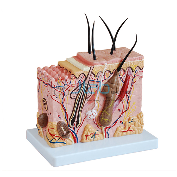 Human Skin