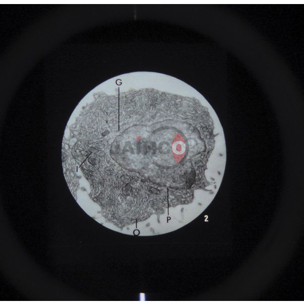 Ultra Structure of Animal Cells Microslide