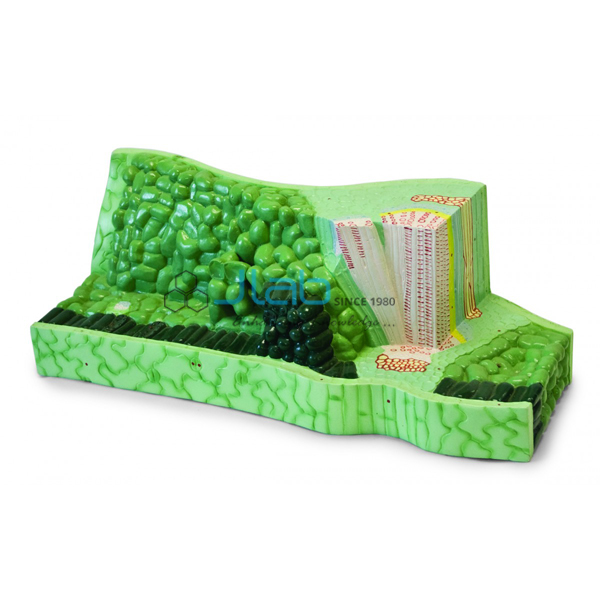 Lima Bean Leaf Structure Model