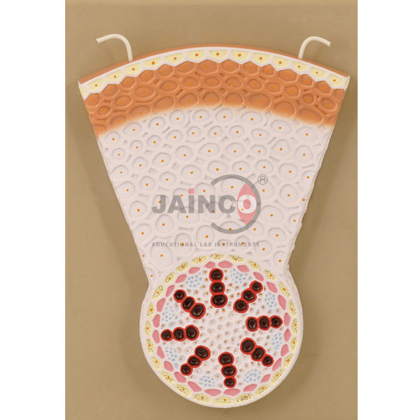 Monocot Root T.S. Model