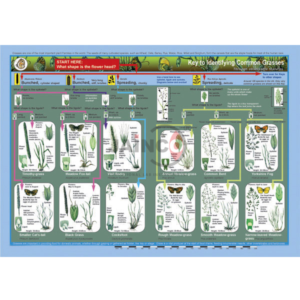 Key to Identifying Common Grasses