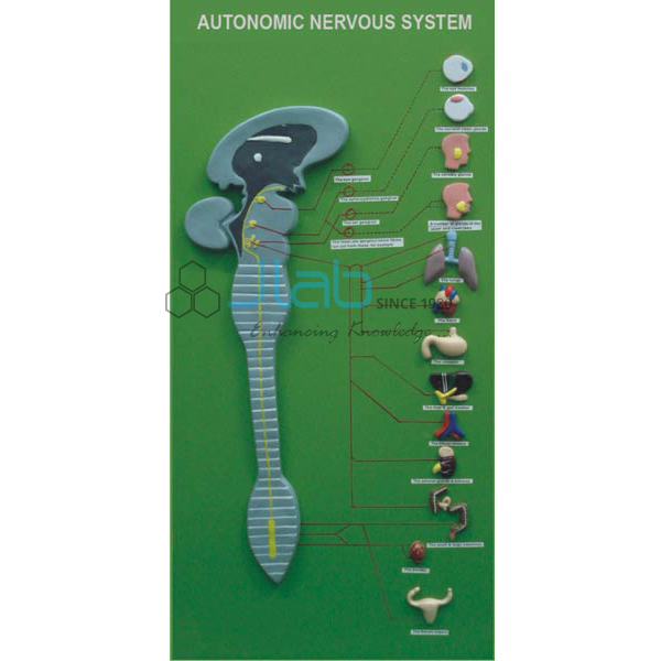 Autonomic Nervous System