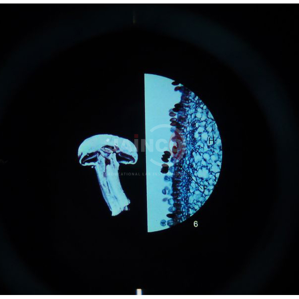 Five Kingdoms of Life Microslide