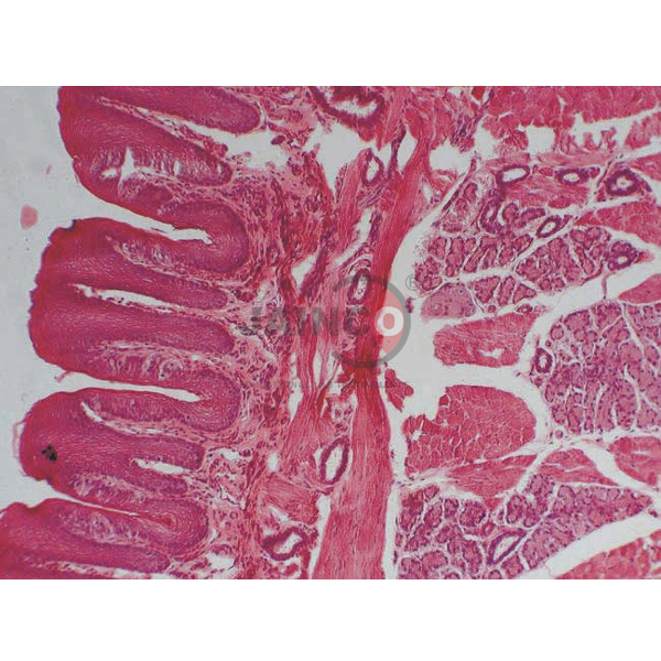 Comprehensive Histology Slide Set